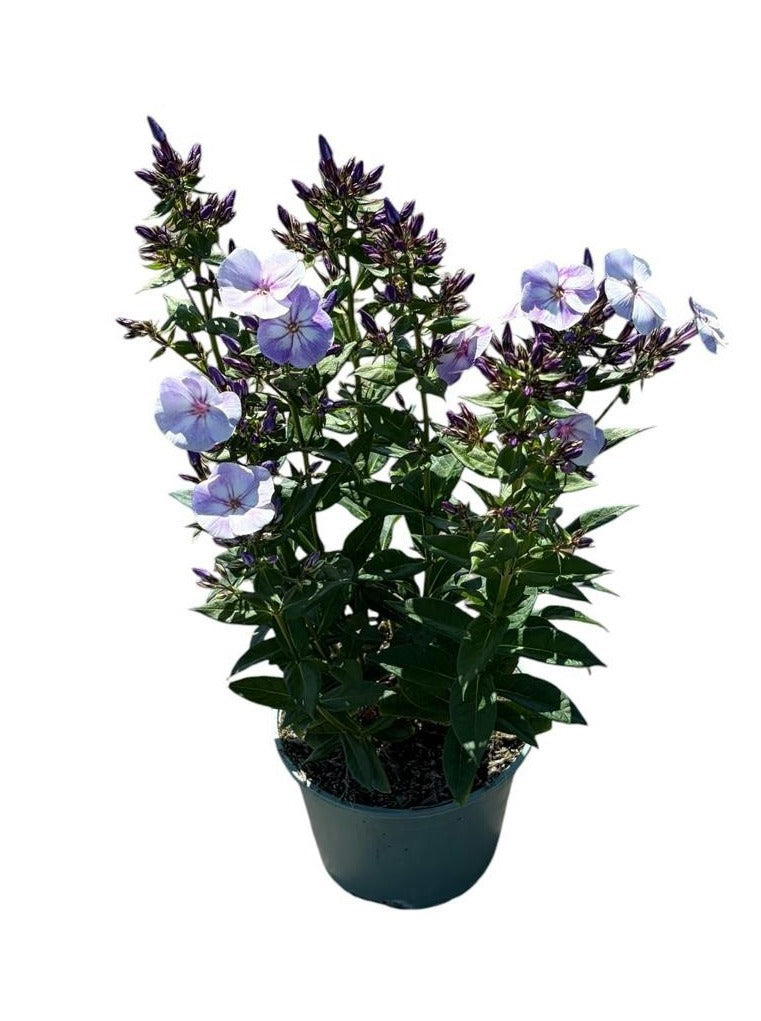 Phlox pan. Old Blue 60cm 17cm Pot
