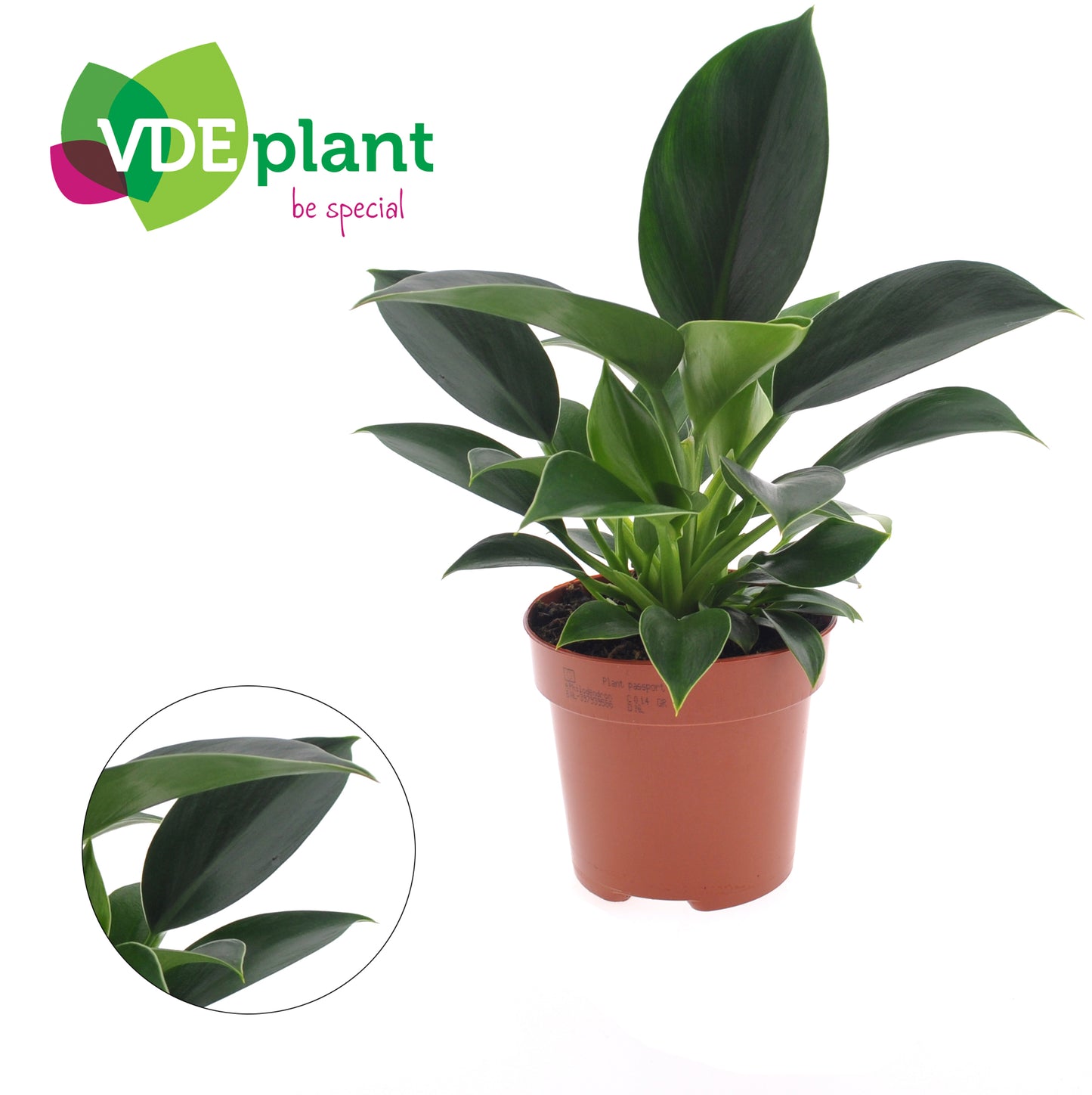 Philodendron Green Princess 25cm 12cm Pot