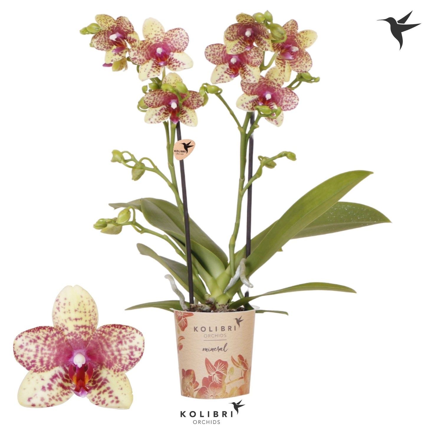 Phalaenopsis mf. Grosseto 40cm 9cm Pot