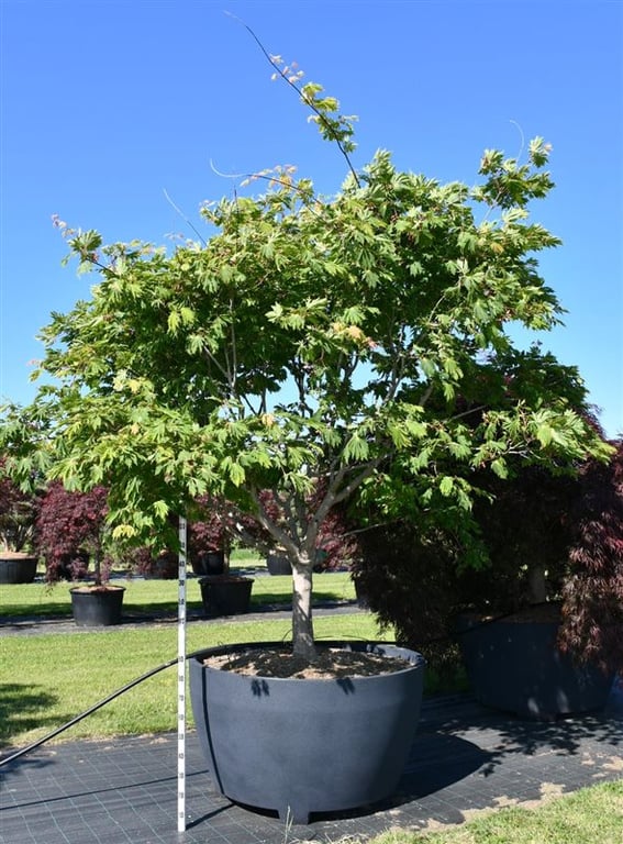Acer Aconitifolium 350cm 140cm Pot