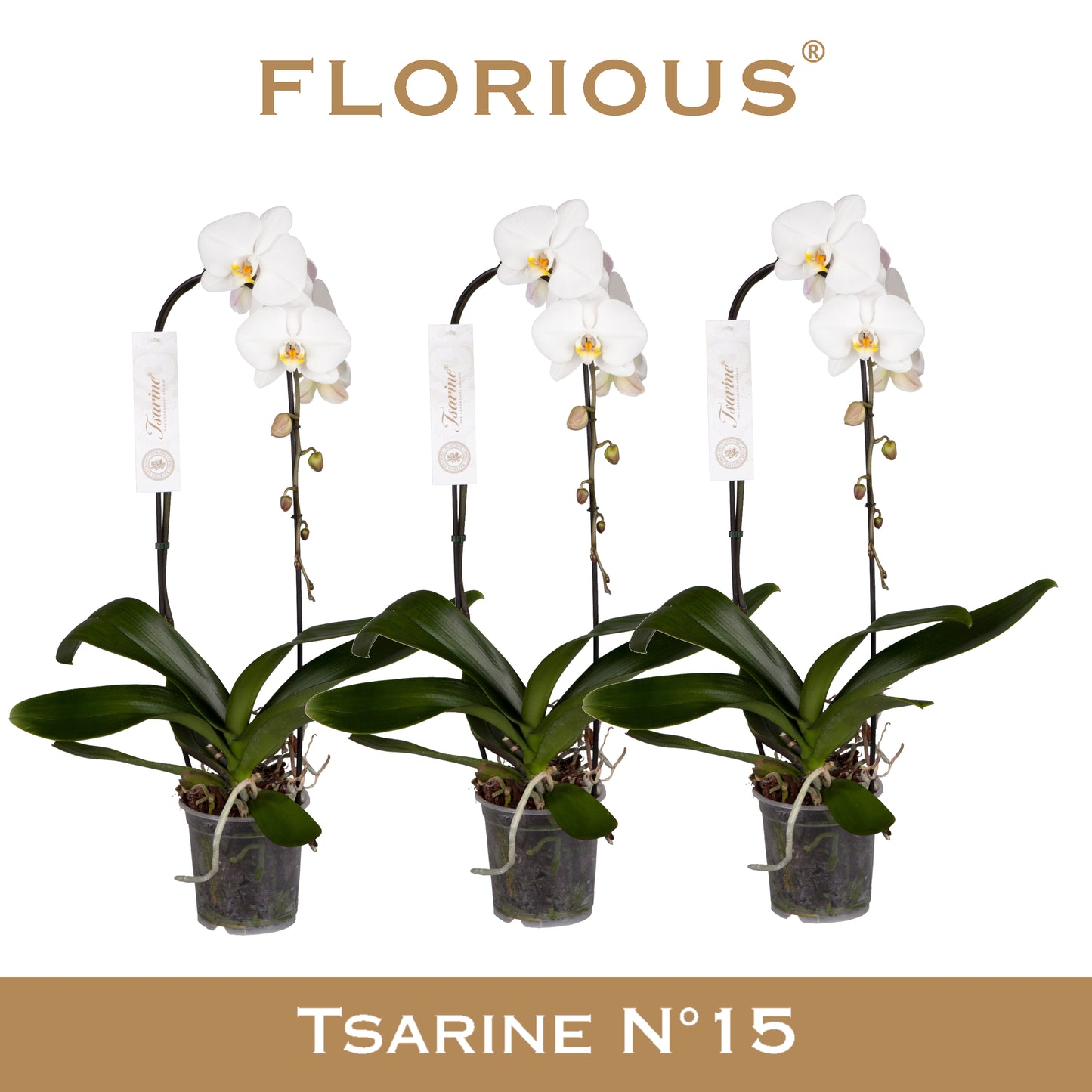 Phalaenopsis white 80cm 15cm Pot