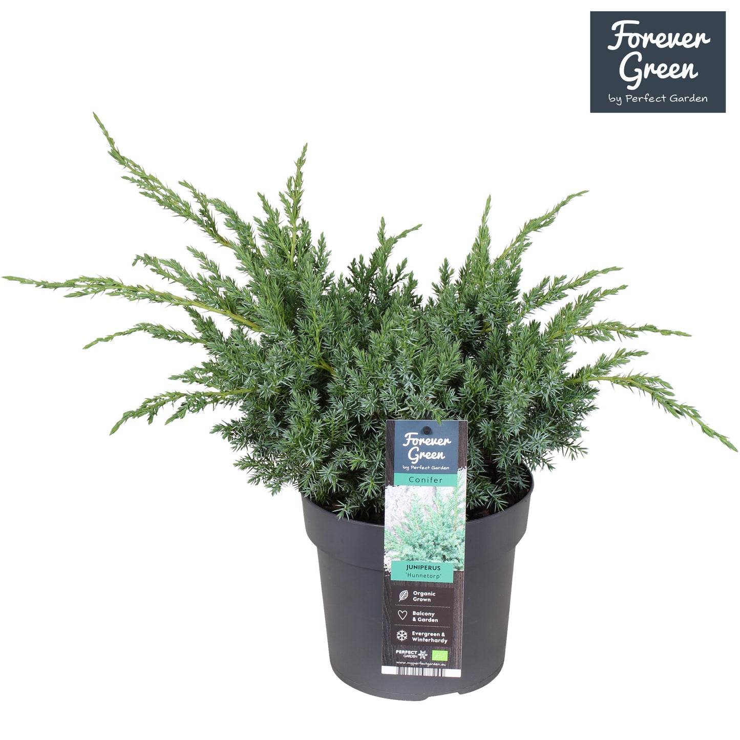 Juniperus squ. Hunnetorp 40cm 19cm Pot
