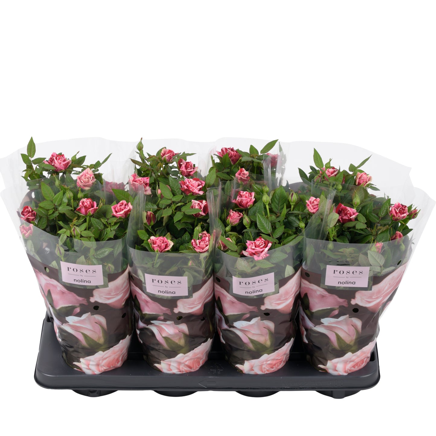 Rosa Hit Ganna 36cm 13cm Pot