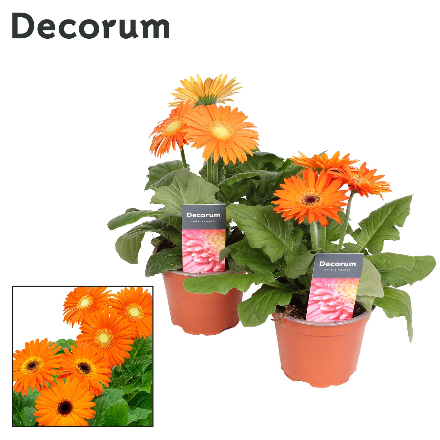 Velden, Firma Freek v.d. Gerbera orange + decorum hoes Pack of 10