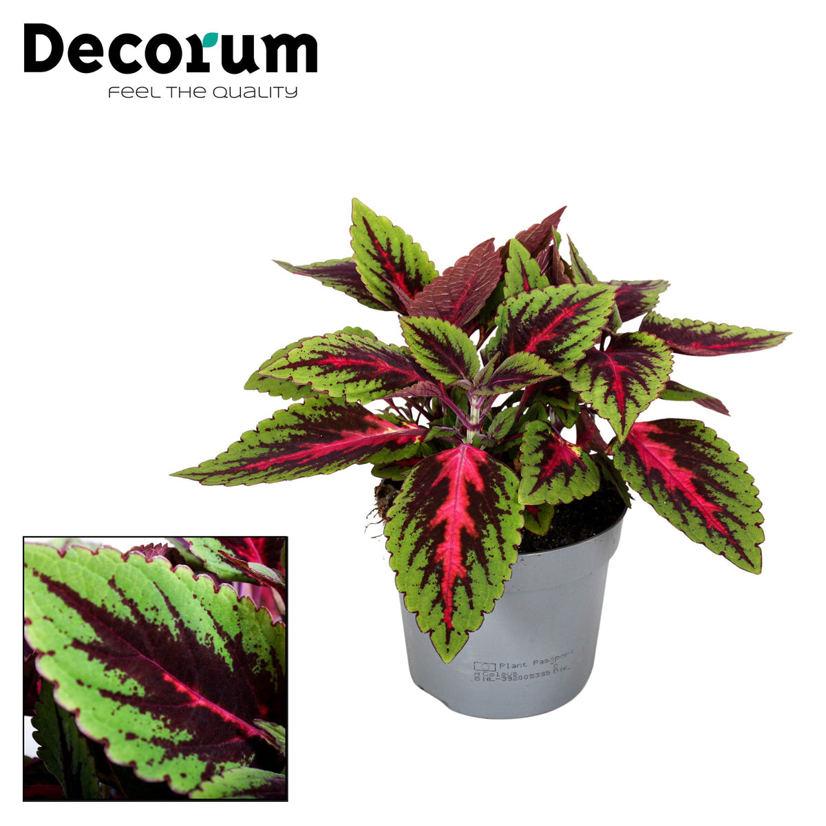 Coleus blu. Main Street Ruby Road 20cm 13cm Pot