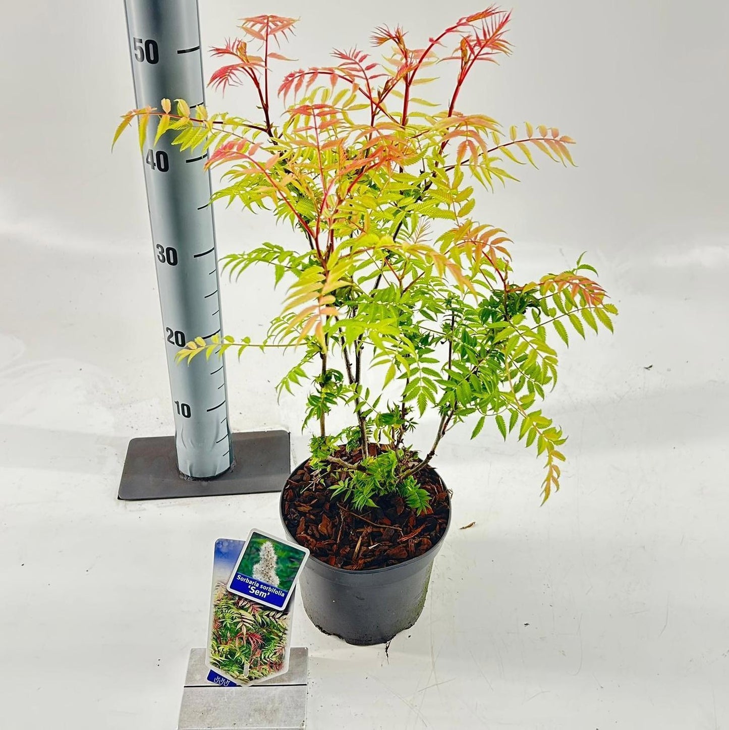 Sorbaria sor. Sem 45cm 17cm Pot