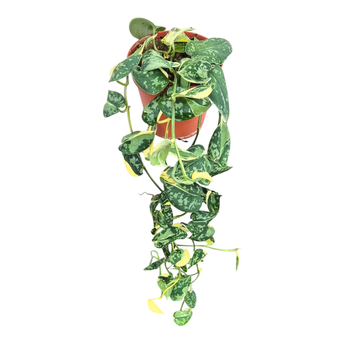 Scindapsus 25cm 15cm Pot