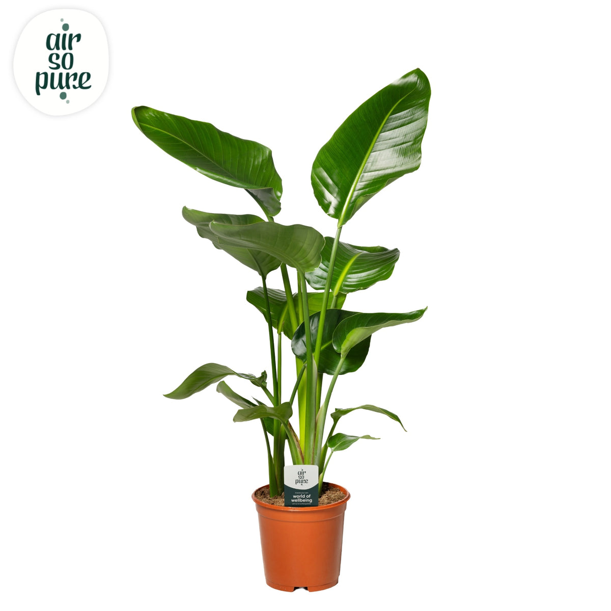 Strelitzia nicolai 80cm 21cm Pot