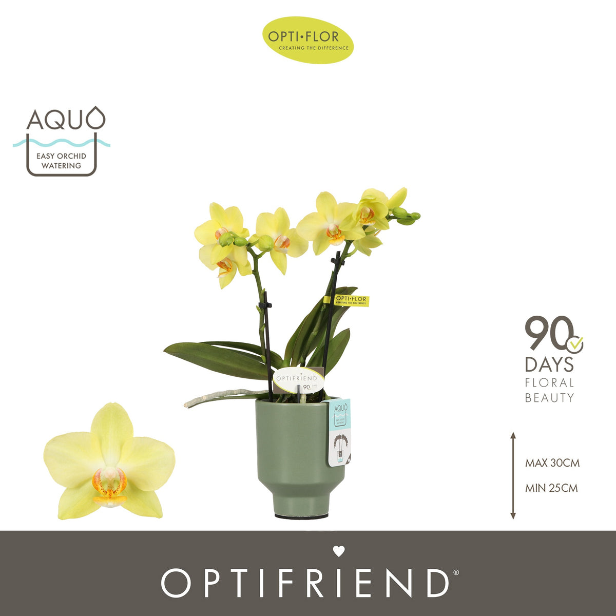 Phalaenopsis yellow 25cm 7cm Pot