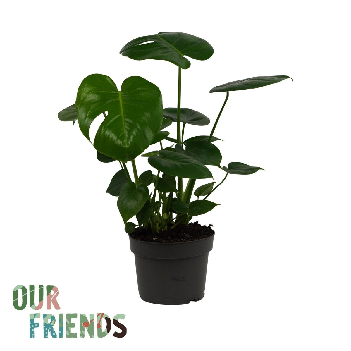 Monstera deliciosa 60cm 19cm Pot