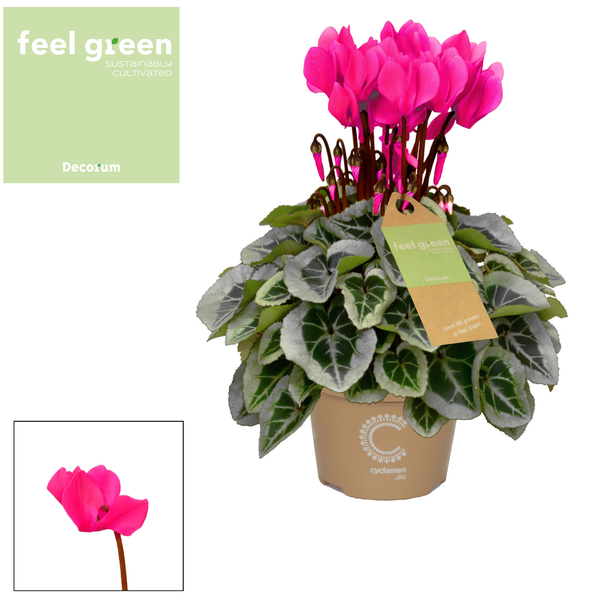 Cyclamen Picasso 25cm 10.5cm Pot
