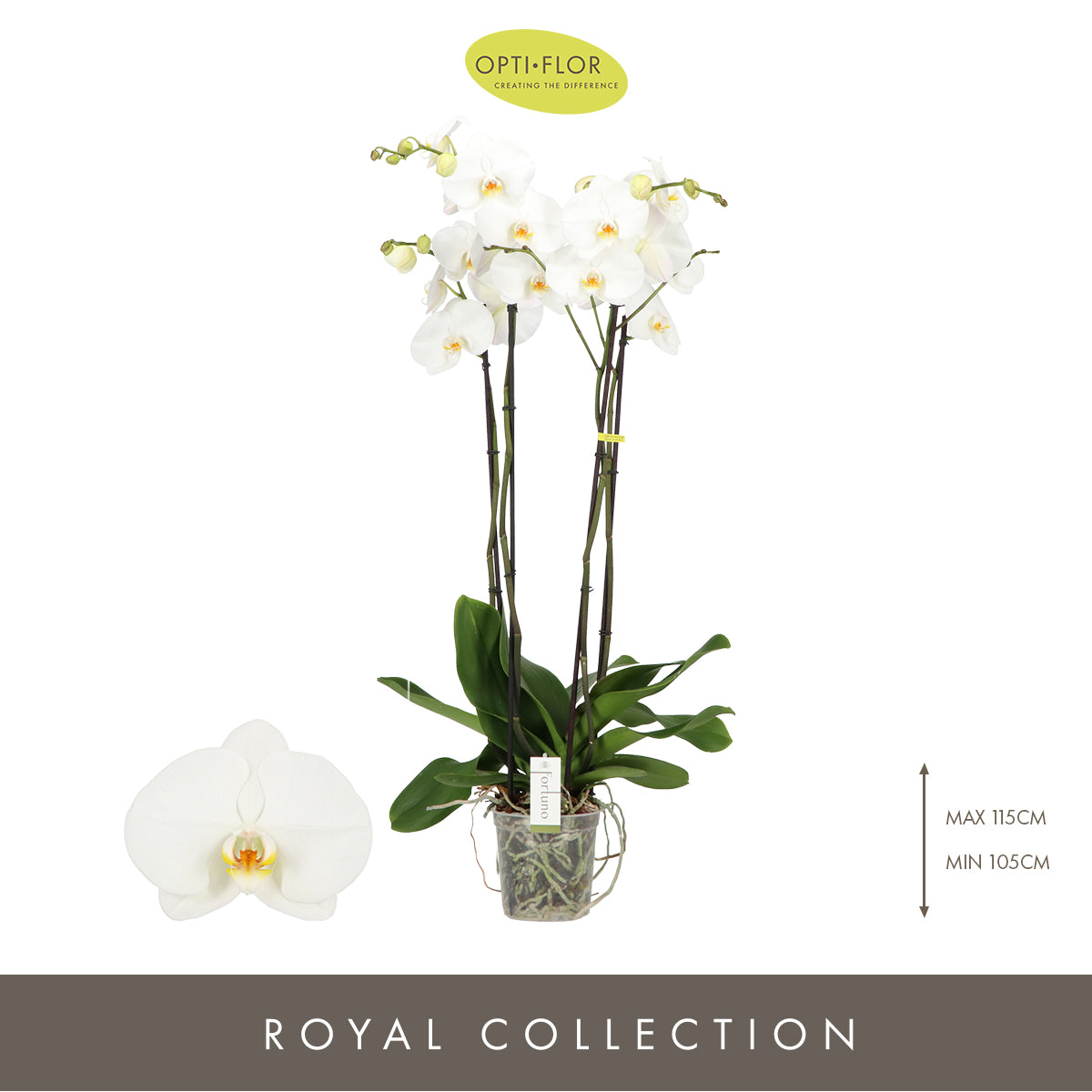 Phalaenopsis Fortuno alto 110cm 17cm Pot