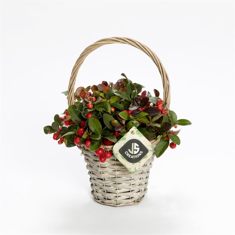 arr. Gaultheria 17cm Pot