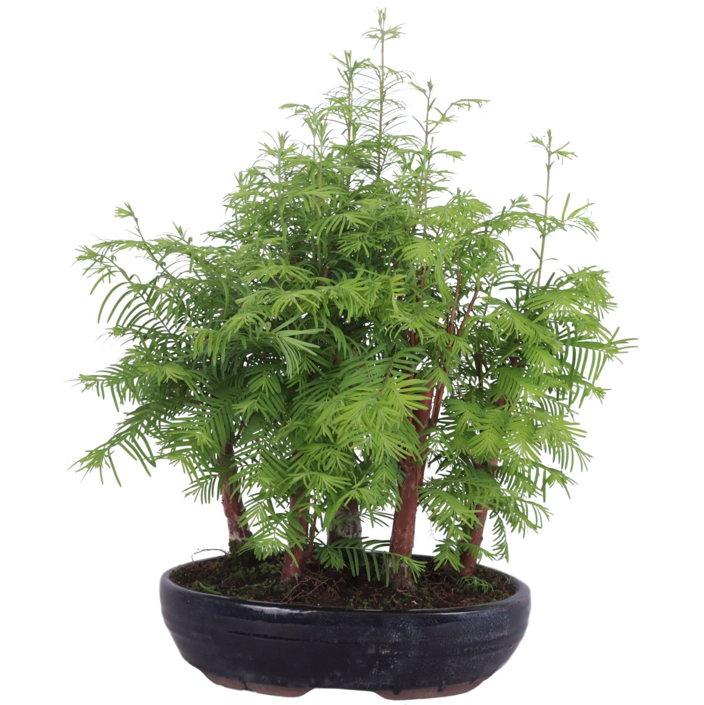 Bonsai Metasequoia Forest 35cm 26cm Pot
