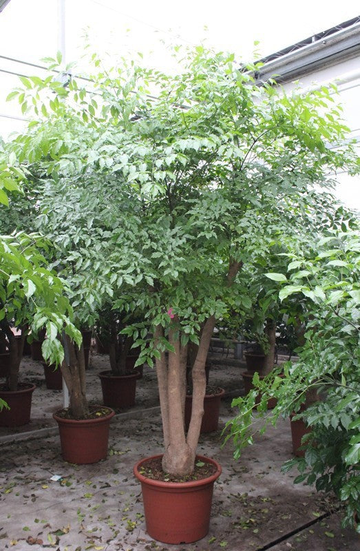 Heteropanax chinensis 400cm 60cm Pot