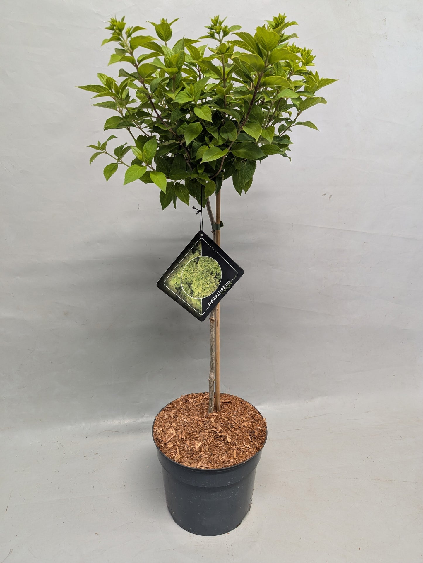 Hydrangea pan. Limelight 90cm 23cm Pot
