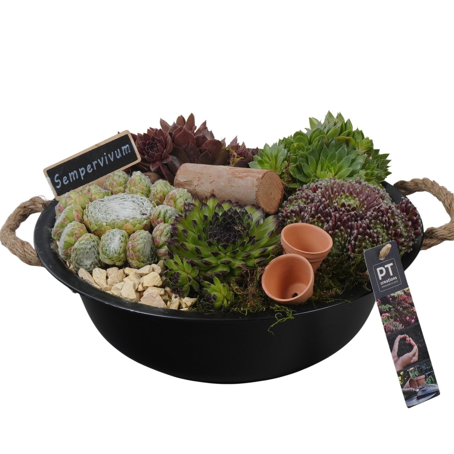 arr. Sempervivum 17cm 29cm Pot