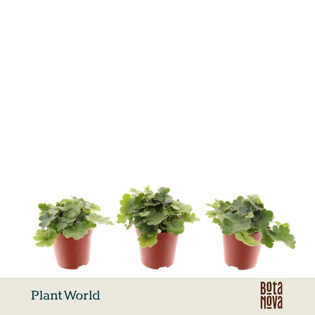 Plantworld Jogrow Doryopteris cordata Pack of 20