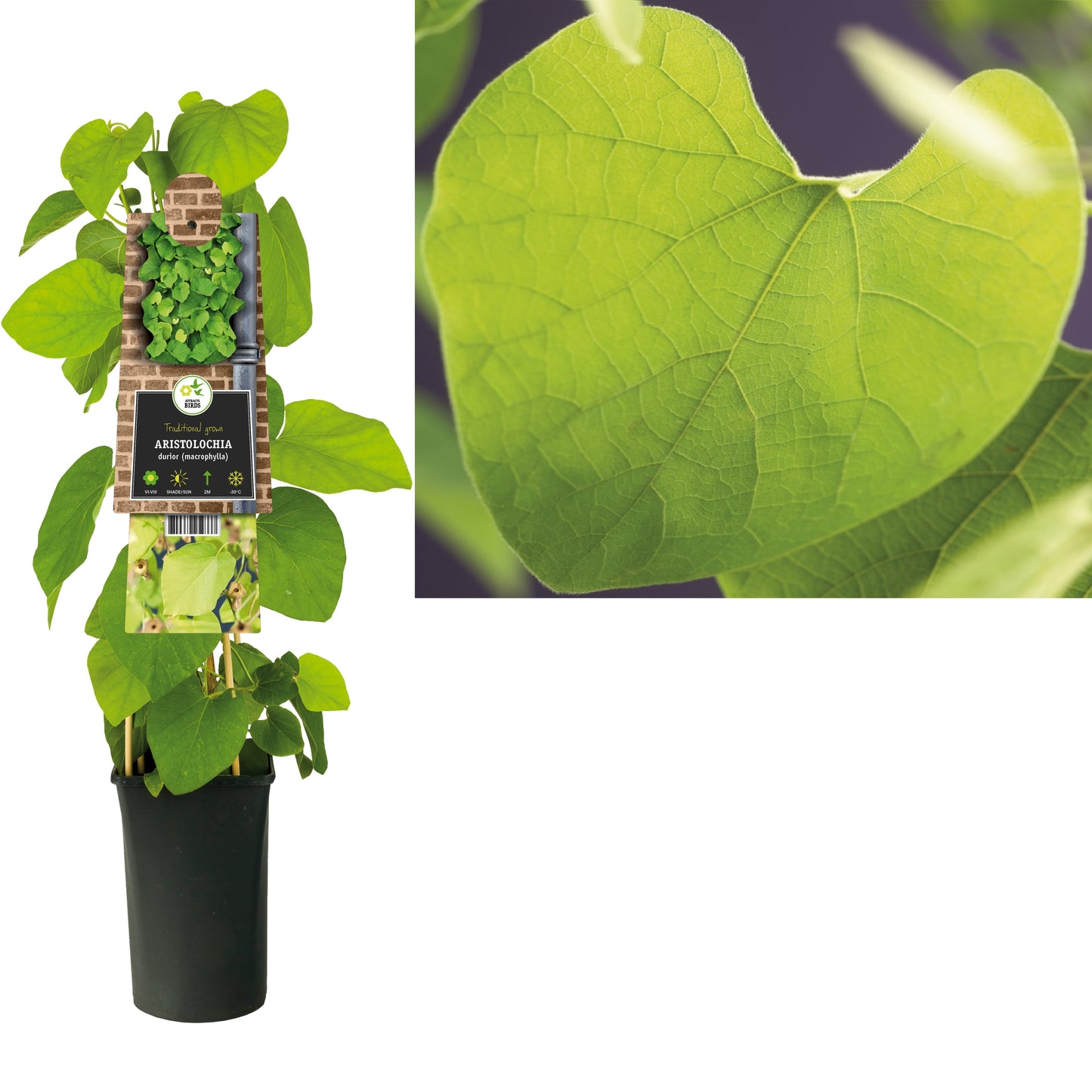 Aristolochia macrophylla 75cm 17cm Pot