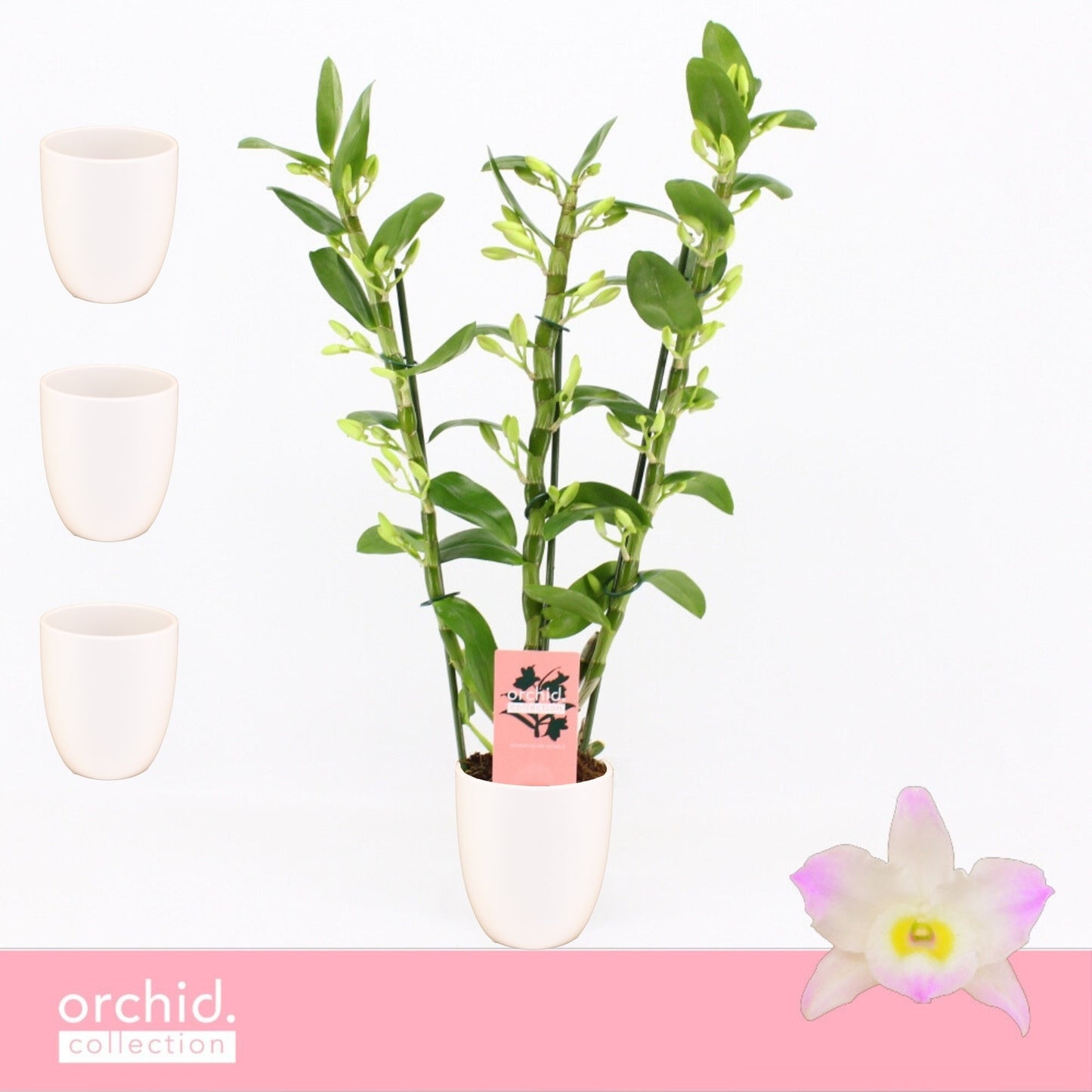 Dendrobium Kumiko 50cm 12cm Pot