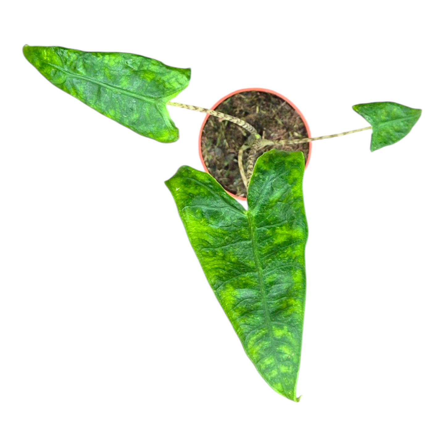 Alocasia amazonica 15cm 7cm Pot
