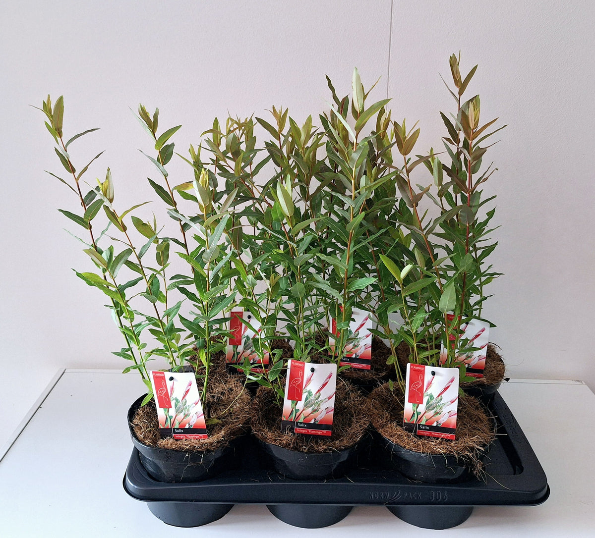 Salix integra Flamingo 50cm 17cm Pot