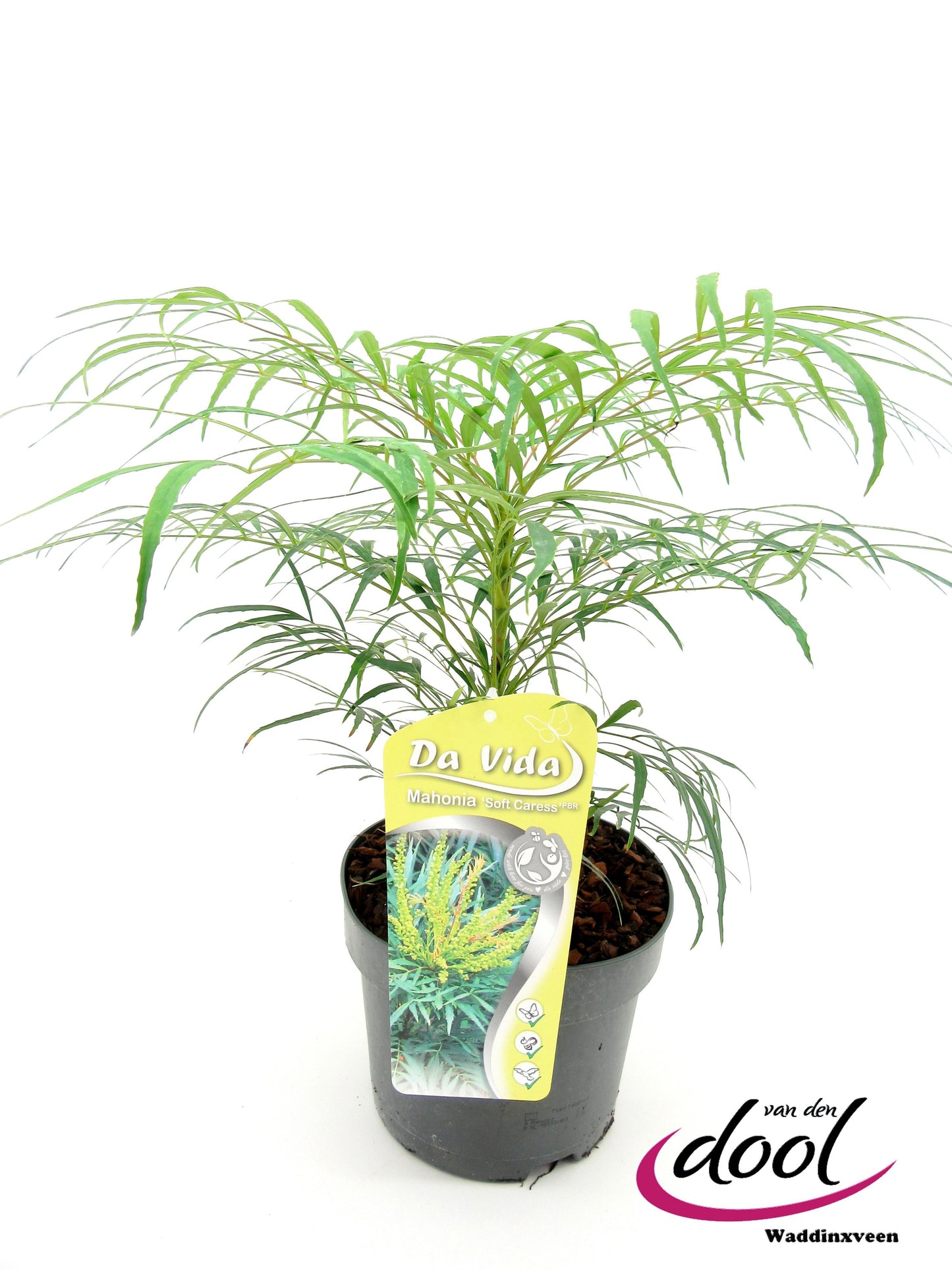 Mahonia eur. Soft Caress 35cm 19cm Pot