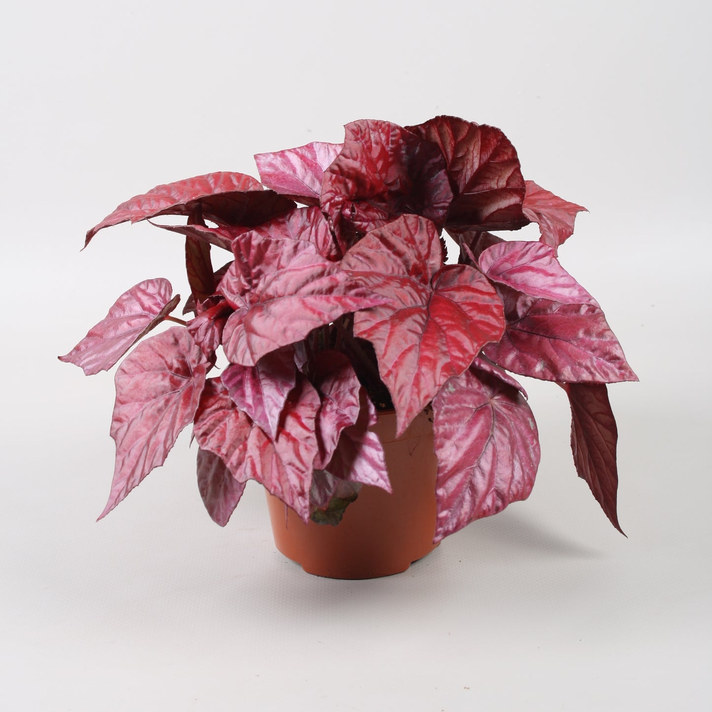 Begonia Beleaf Inca Flame 22cm 12cm Pot