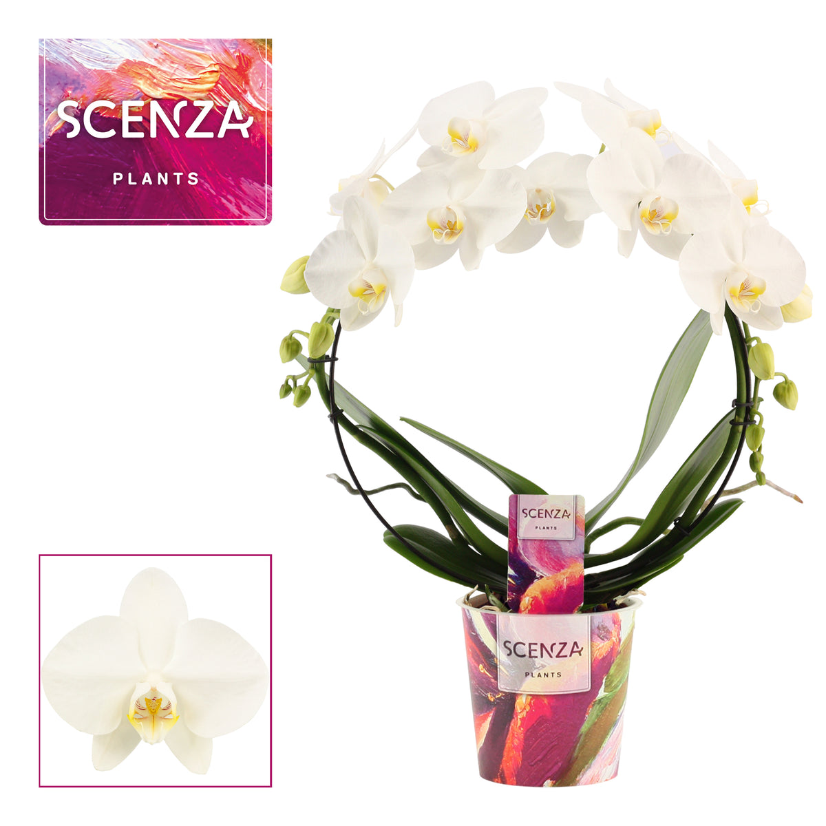 Phalaenopsis white hoop 45cm 12cm Pot