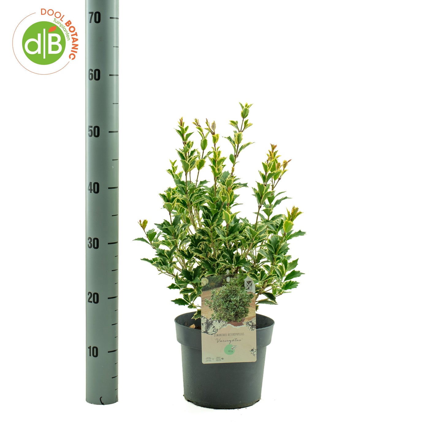 Osmanthus burkwoodii 35cm 19cm Pot
