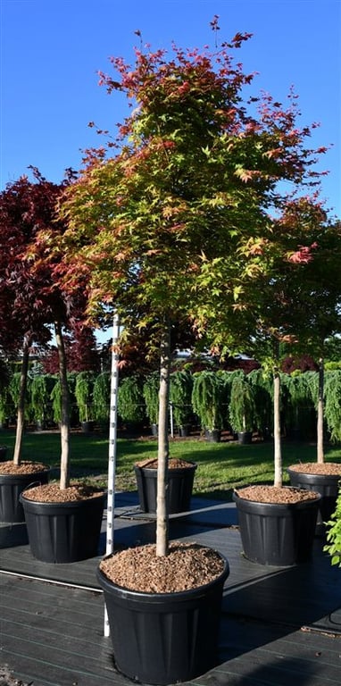 Acer palmatum mix 350cm 80cm Pot