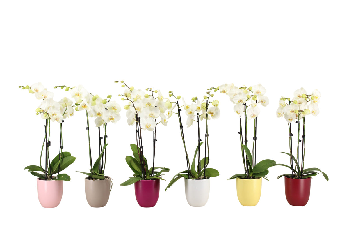 Phalaenopsis white 55cm 12cm Pot