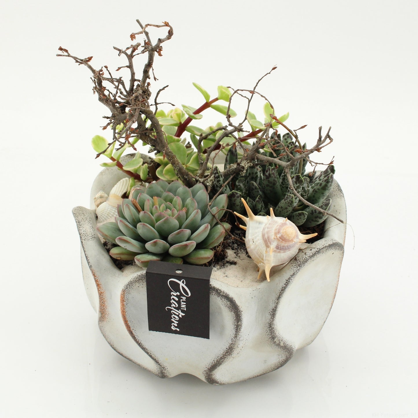 Indoor green arrangement 20cm 19cm Pot