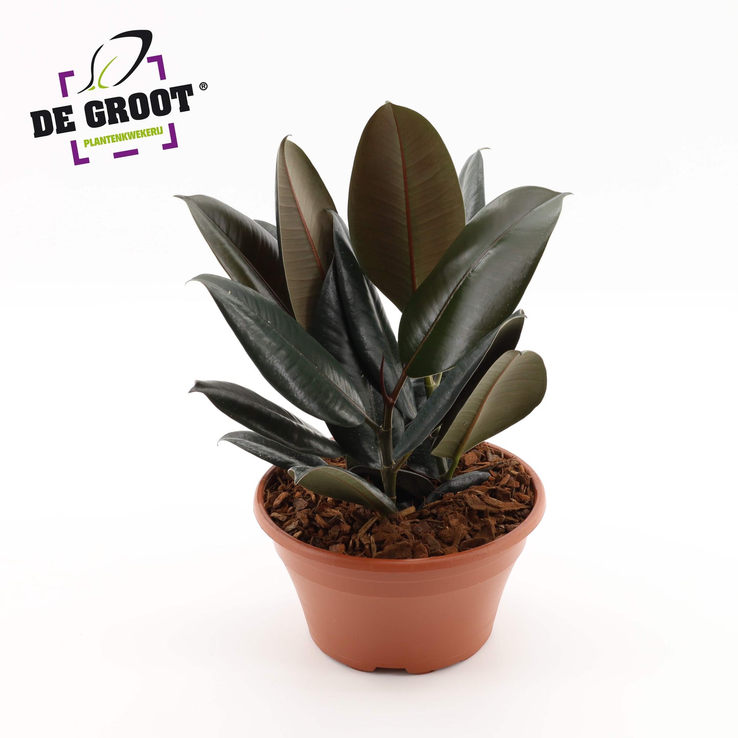 Ficus Abidjan 35cm 23cm Pot