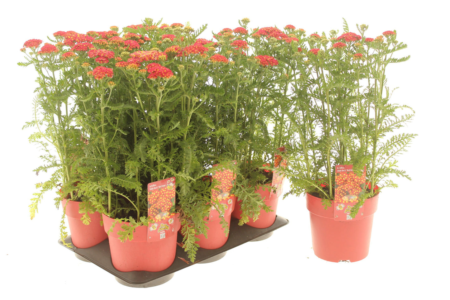 Achillea Milly Rock Yellow 15cm 15cm Pot