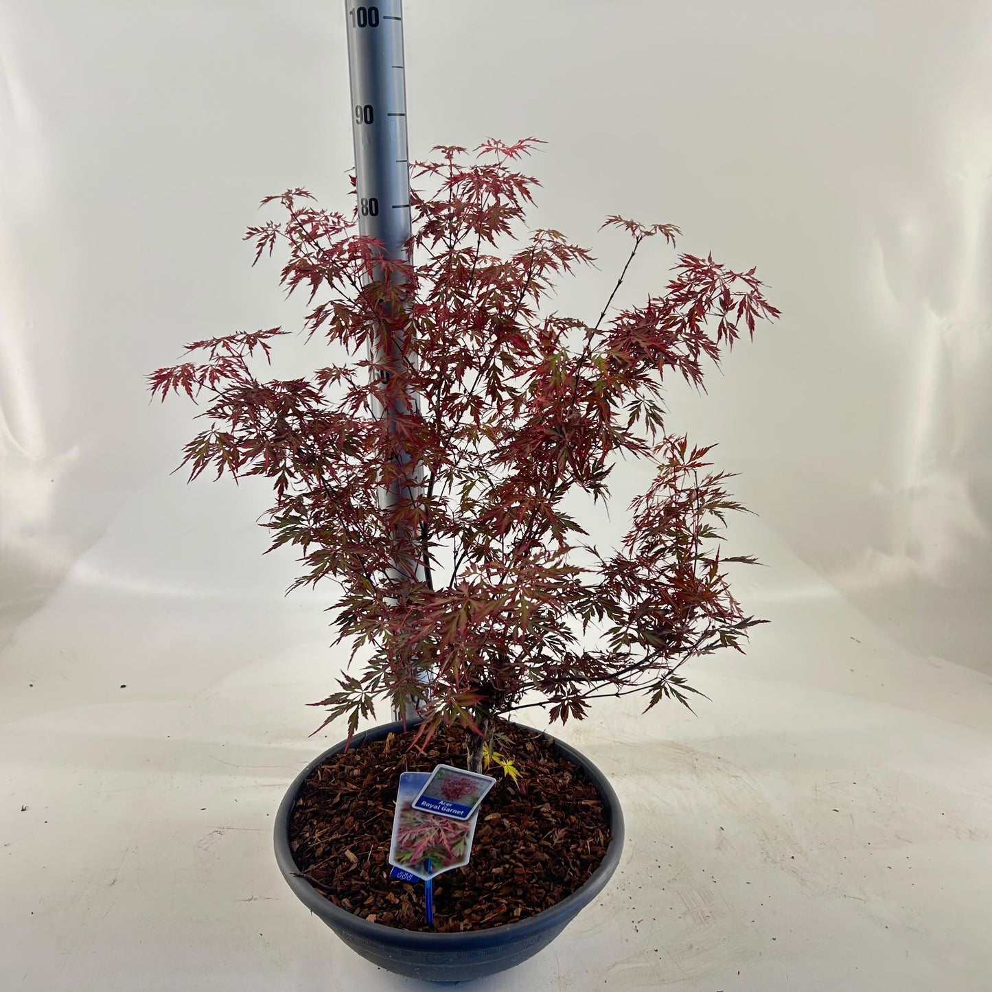 Acer palmatum 80cm 40cm Pot