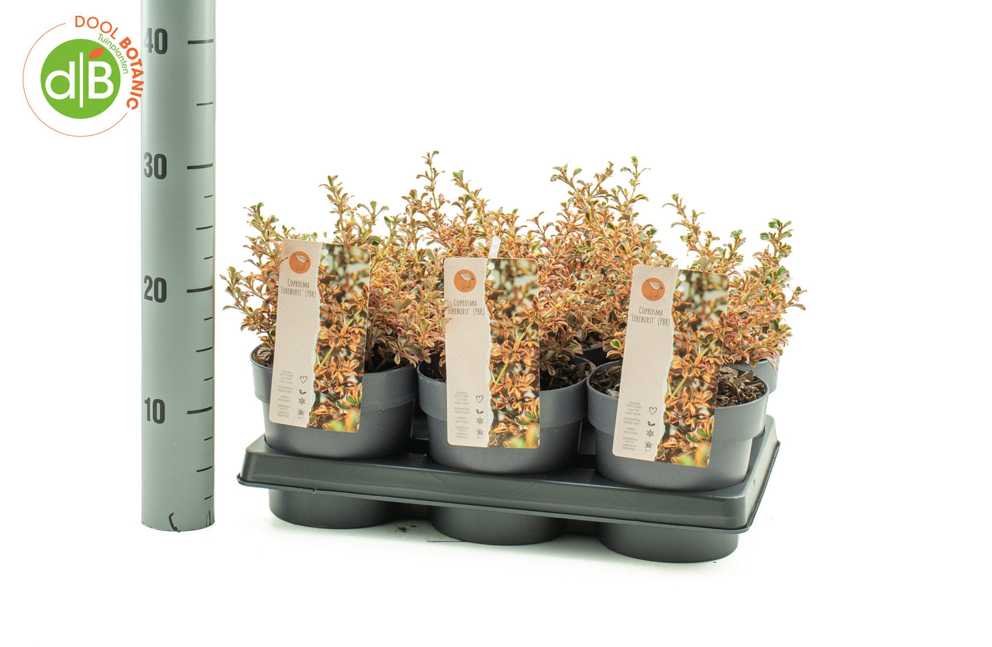 Dool Botanic Coprosma Fire Burst Pack of 6