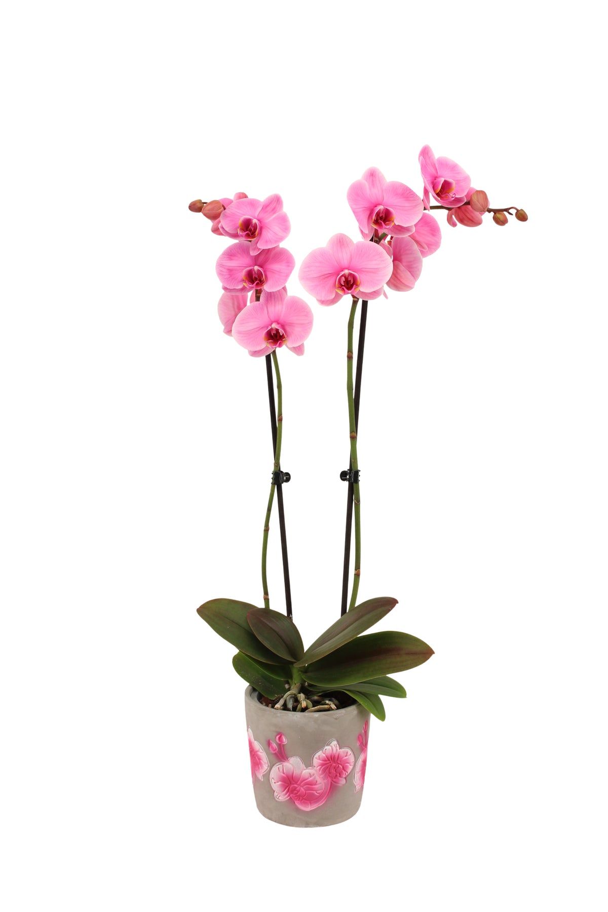 Phalaenopsis Royal pink (painted) 55cm 12cm Pot