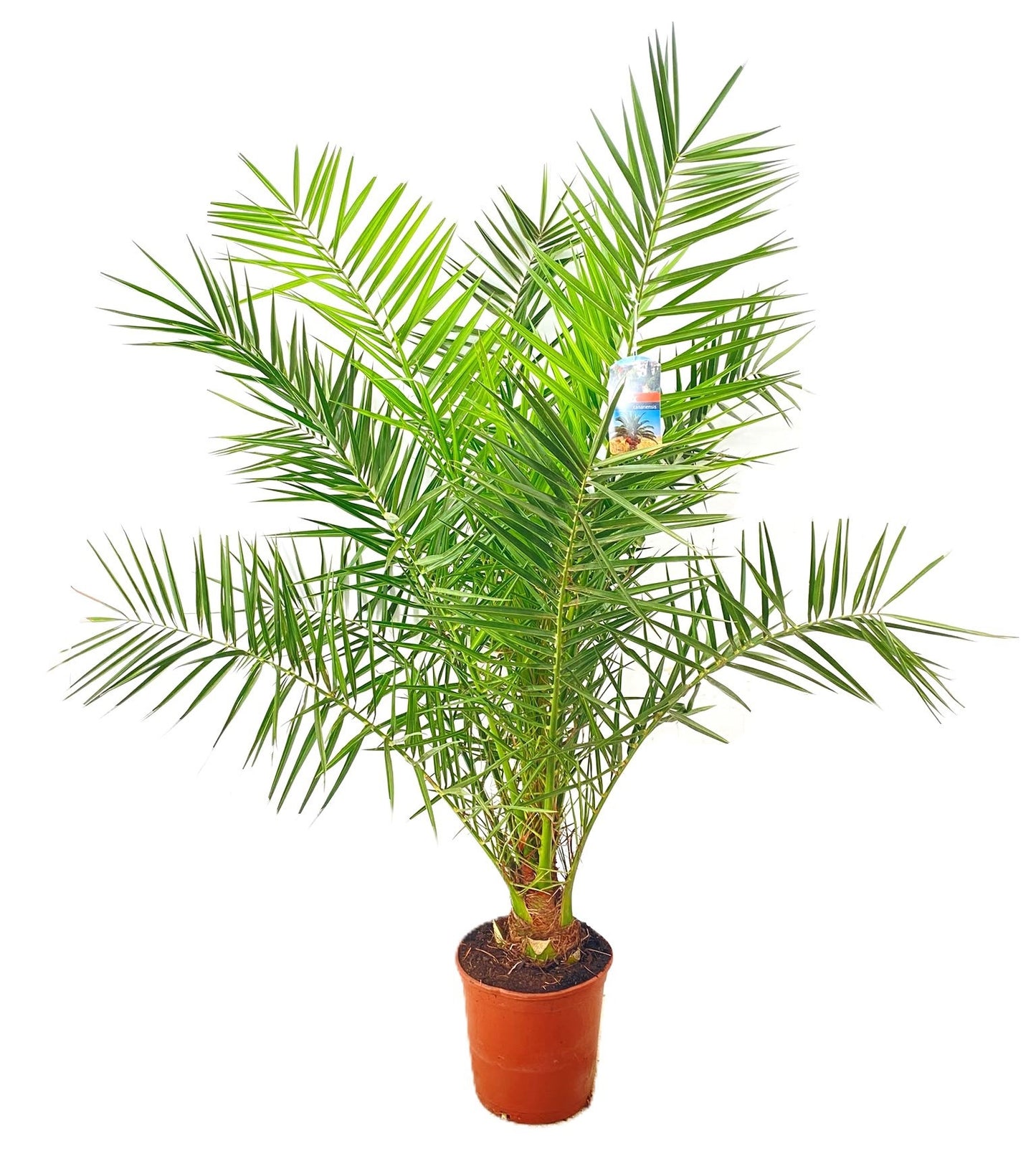 Phoenix canariensis 160cm 27cm Pot
