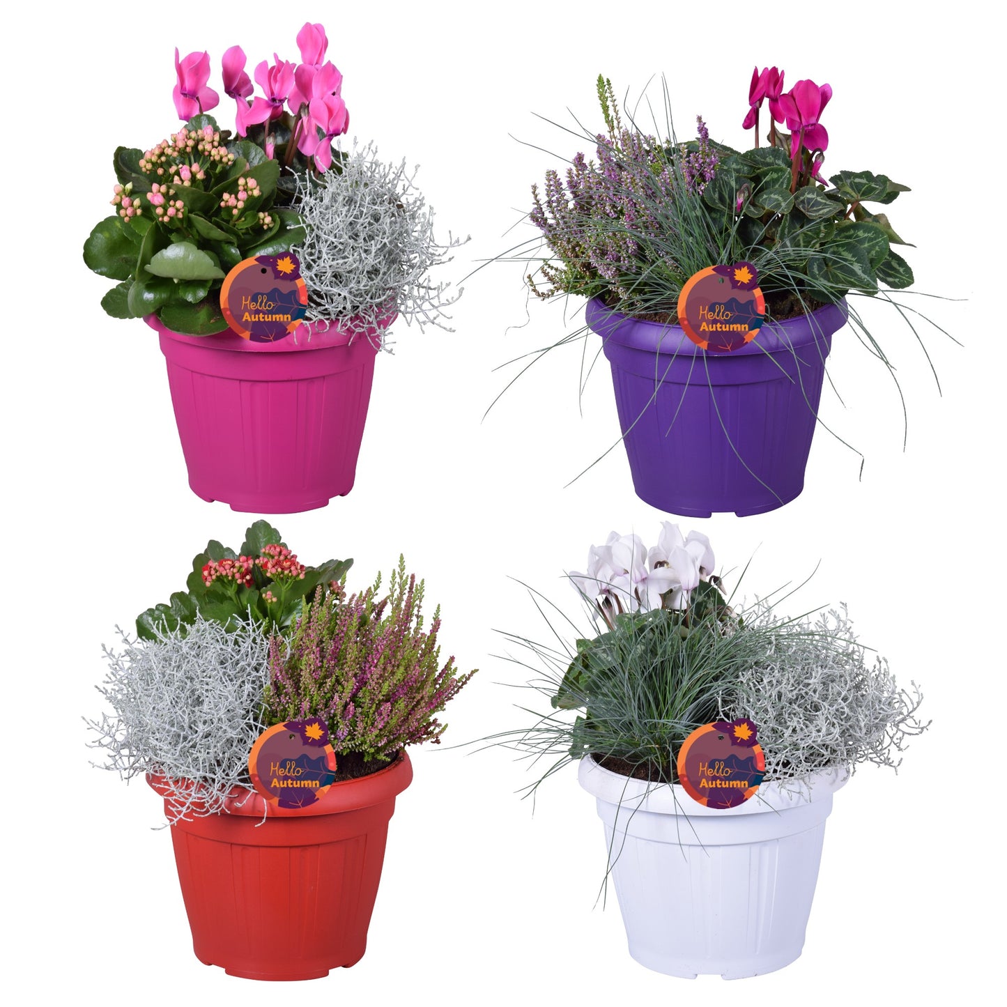 Bedding plants mixpot 30cm 22cm Pot