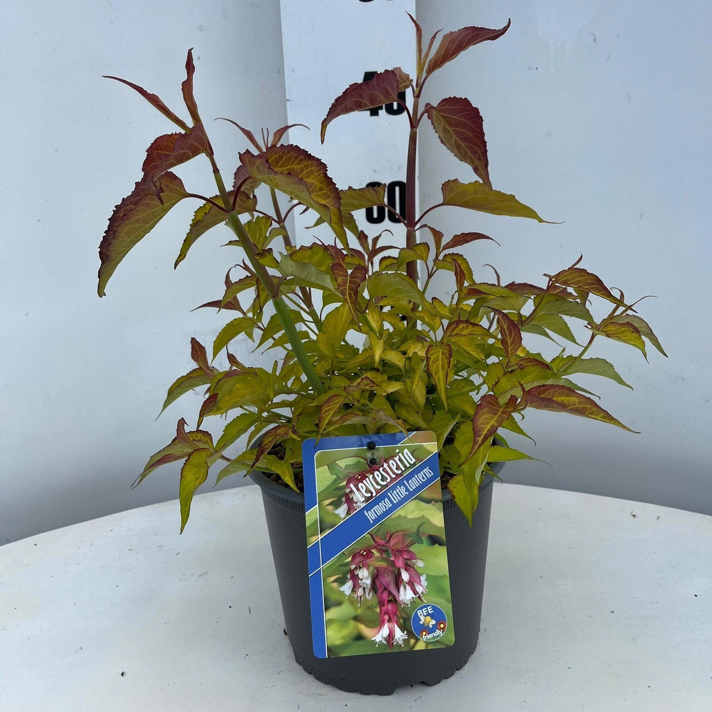Leycesteria for. Little Lanterns 40cm 19cm Pot