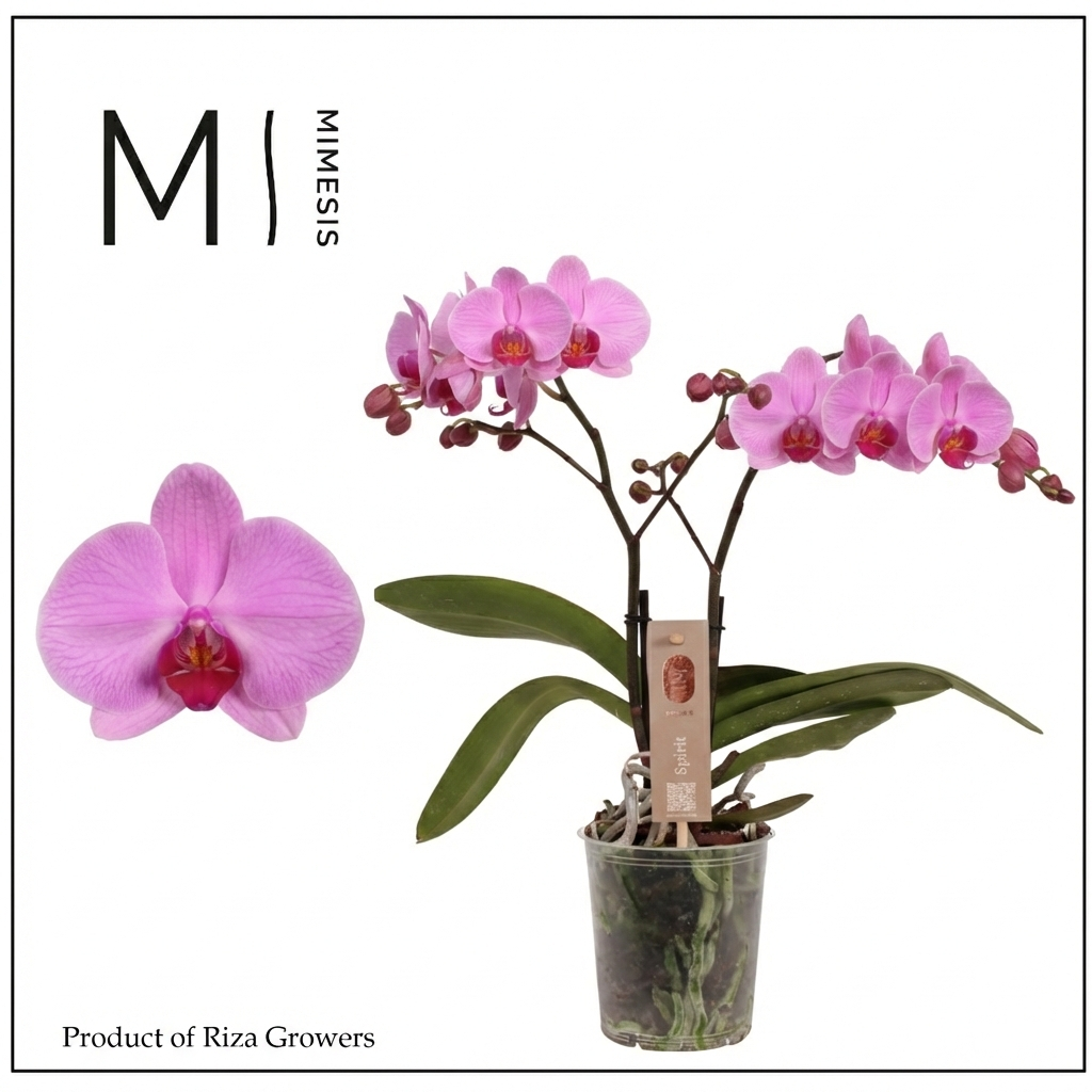 Phalaenopsis Spirit Pink 45cm 12cm Pot