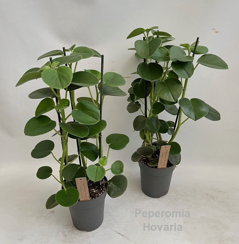 Peperomia caperata 55cm 15cm Pot