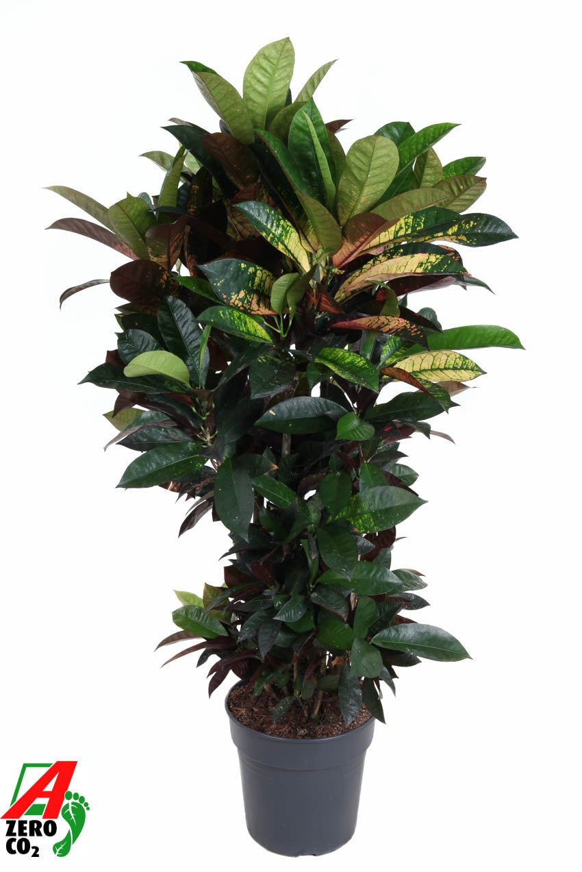 Codiaeum Mrs Iceton 110cm 27cm Pot