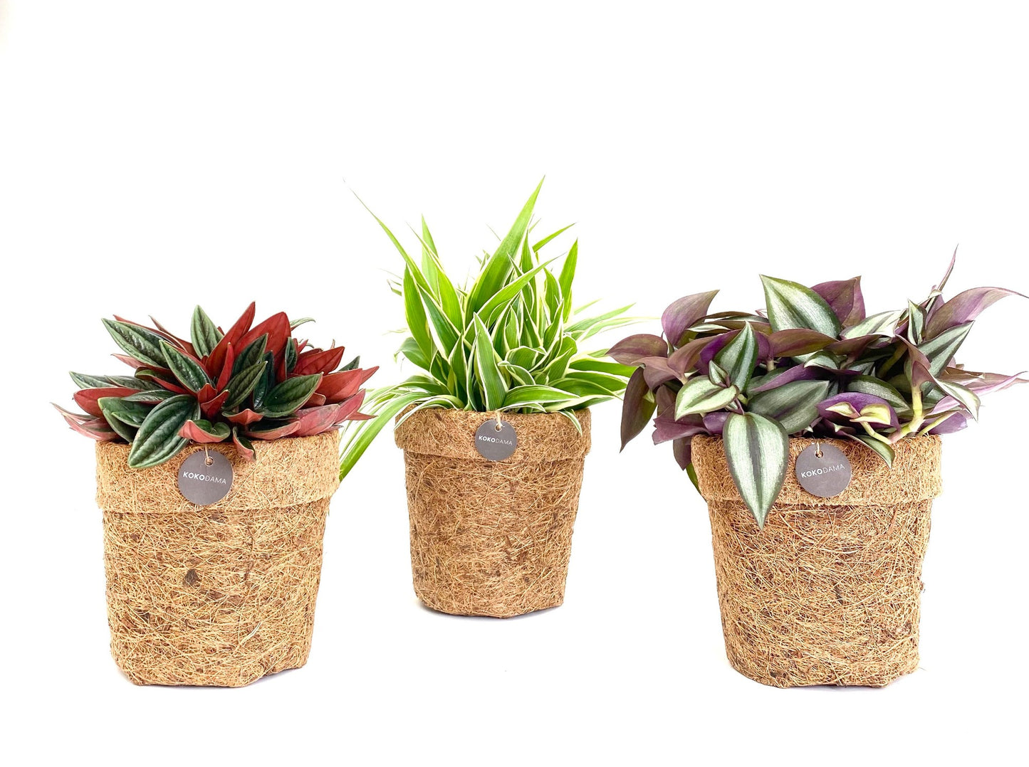 Foliage houseplants mix 15cm 13cm Pot