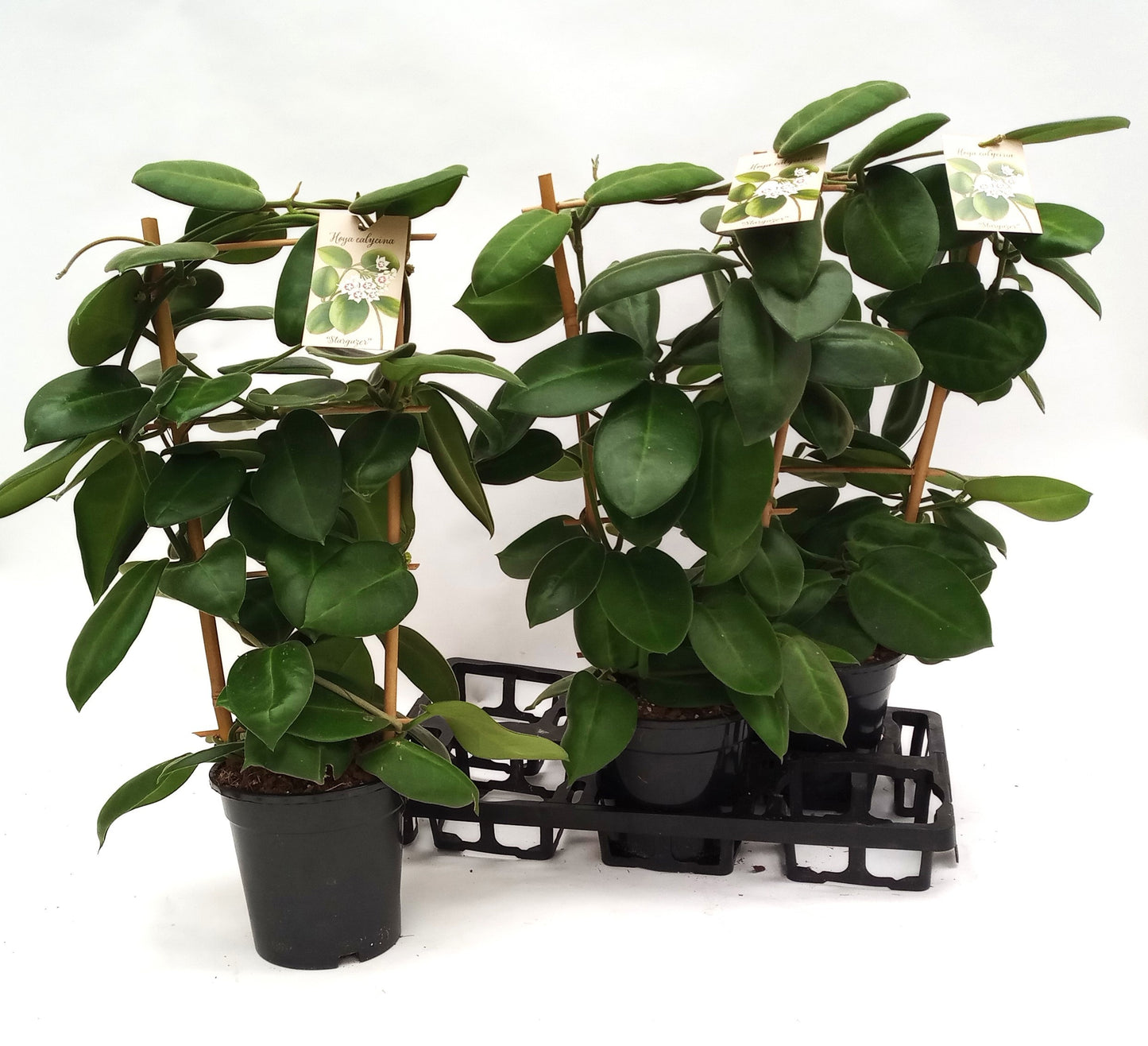 Hoya cal. Stargazer 65cm 17cm Pot