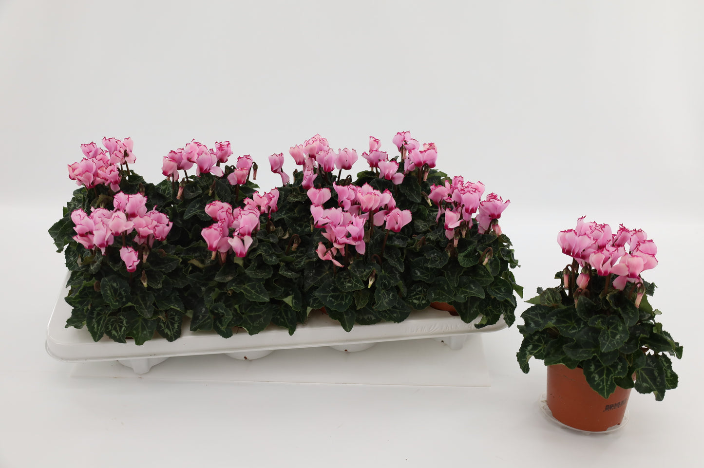 Grootscholten BV. Gebr. Cyclamen Victoria pink Pack of 8