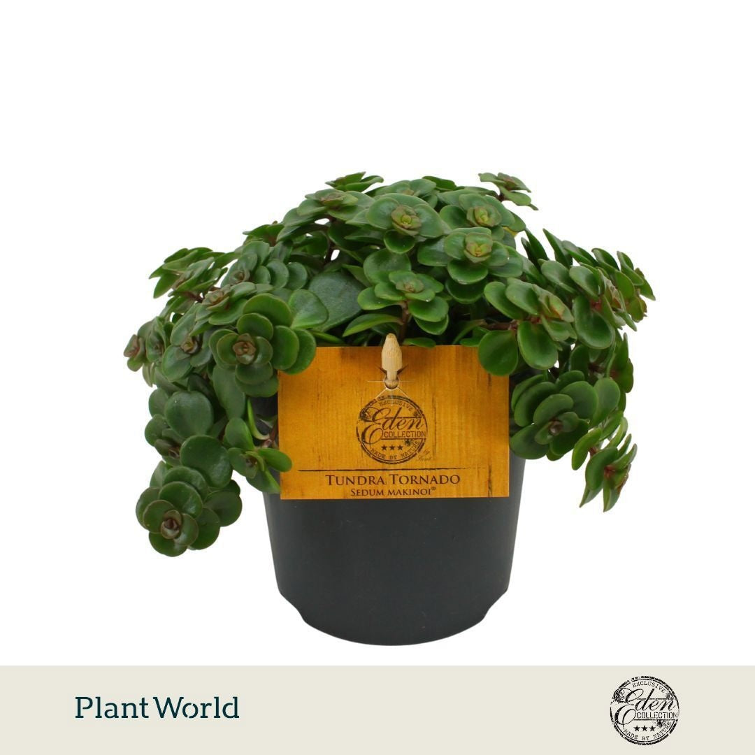 Plantworld Smit Kwekerij Sedum makinoi Tornado Pack of 10