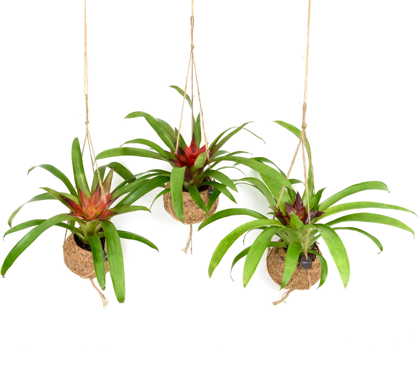 Kokodama Bromelia mix 30cm 12cm Pot