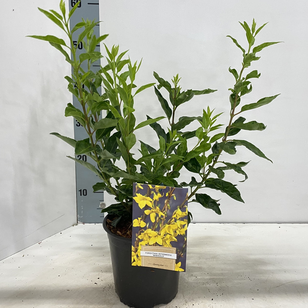 Forsythia Minigold 50cm 17cm Pot